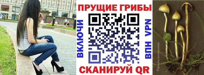 что такое   Лениногорск  Псилоцибиновые грибы Magic Shrooms 